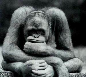 orangutan-pensador
